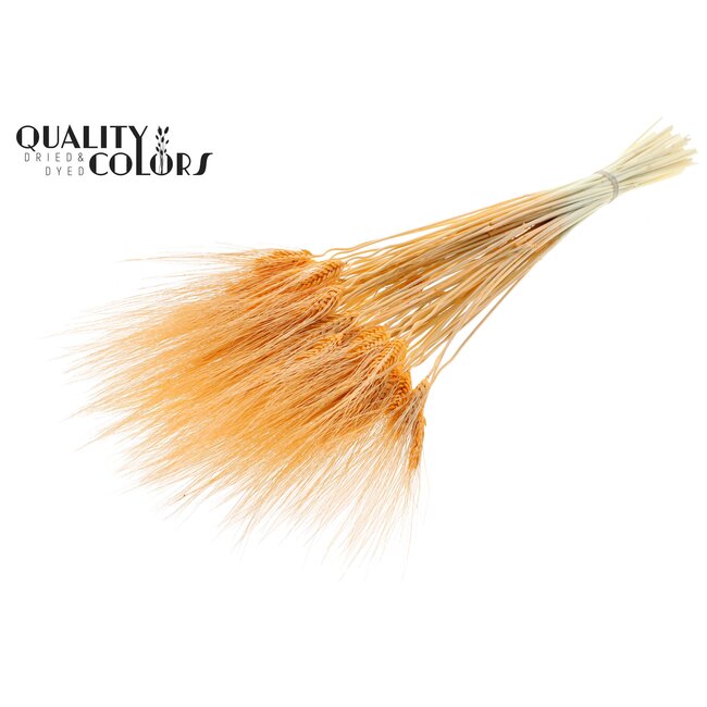 Dried Bearded Wheat | Colour: Intense Salmon | Triticum Beard Dried Flowers | Length ± 70 centimetres | Per bunch