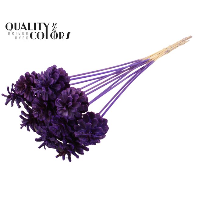 Pine cone on stick | Colour: Intense Purple | Pine cone diameter 5 - 7 centimetres | Length ± 50 centimetres | Per 10 picks