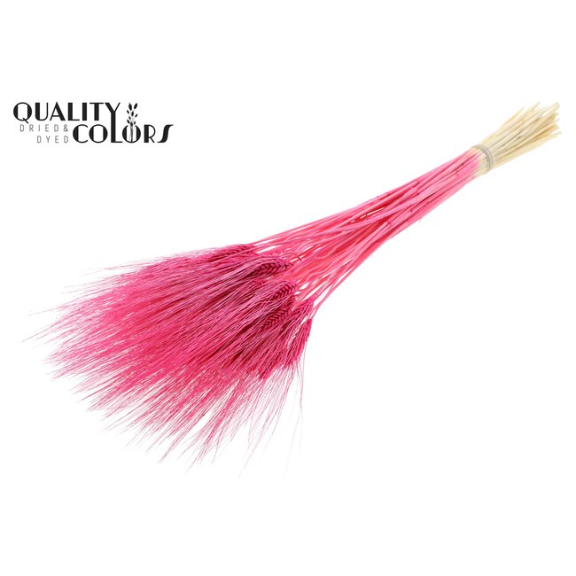 Dried Bearded Wheat | Colour: Intense Cherry-Coloured | Triticum Beard Dried Flowers | Length ± 70 centimetres | Per bunch