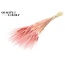 Dried Bearded Wheat | Colour: Intense Light Pink | Triticum Beard Dried Flowers | Length ± 70 centimetres | Per bunch