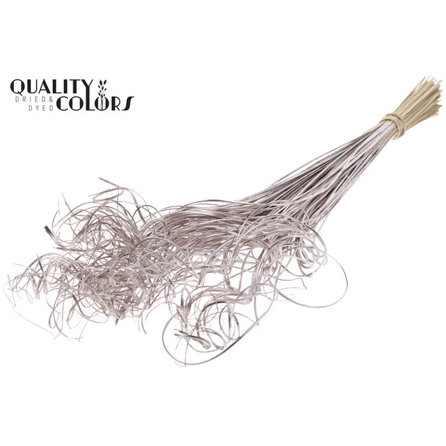 Dried Palm Leaf Vein | Curly Ting Ting | Colour: Champagne | Dried Decoration | Length ± 70 centimetres | Per 100 stems