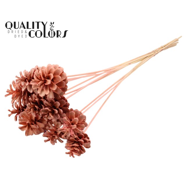 Dennenappel op stok | Kleur: Intens Roze | Diameter dennenappel 5 - 7 centimeter | Lengte ± 50 centimeter | Per 10 bijstekers