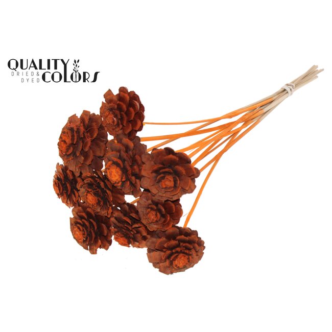 Sliced Pine Cone on Stick | Colour: Orange | Pine cone diameter 5 - 7 centimetres | Length ± 50 centimetres | Per 10 picks