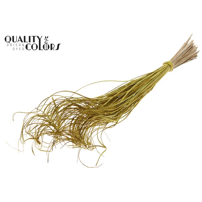 Dried Palm Leaf Vein | Curly Ting Ting | Colour: Yellow | Dried Decoration | Length ± 70 centimetres | Per 100 stems