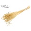 Dried Flax | Colour: Bleached | Linum Dried Flowers | Length ± 70 centimetres | Per bunch