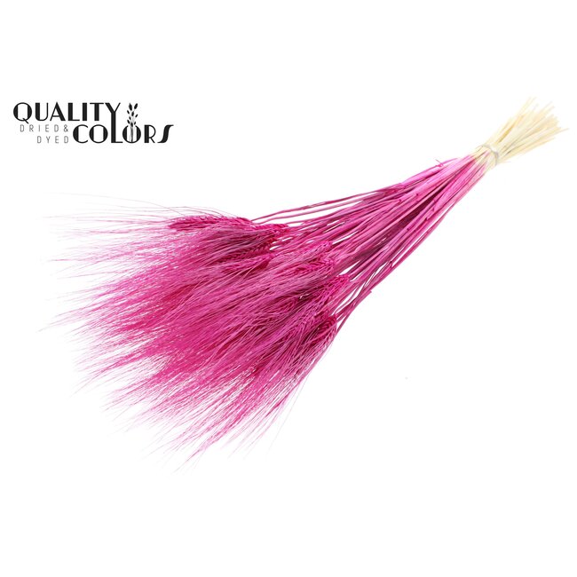 Dried Beard Wheat | Colour: Intense Lilac | Triticum Beard Dried Flowers | Length ± 70 centimetres | Per bunch