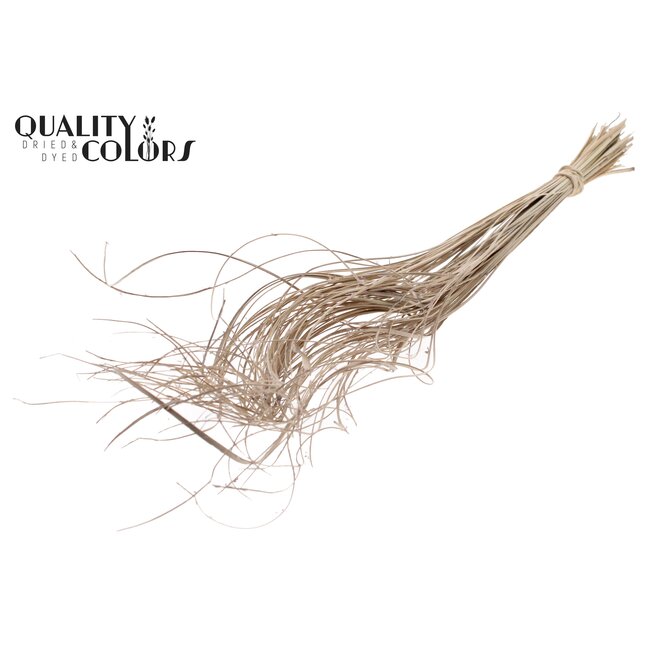 Dried Palm Leaf Vein | Curly Ting Ting | Colour: White | Dried Decoration | Length ± 70 centimetres | Per 100 stems