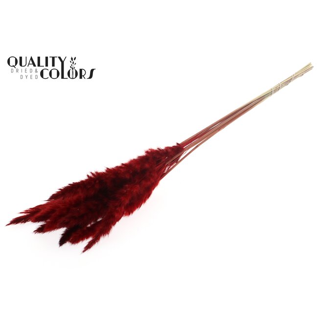 Dried Fluffy Pampas | Colour: Red | Pampas Dried Flowers | Length ± 70 centimetres | 10 plumes per bunch | Per bunch