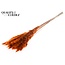Dried Fluffy Pampas | Colour: Orange | Pampas Dried Flowers | Length ± 70 centimetres | 10 plumes per bunch | Per bunch