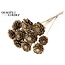 Sliced Pine Cone on Stick | Colour: Antique Gold | Pine Cone Diameter 5 - 7 centimetres | Length ± 50 centimetres | Per 10 inserts