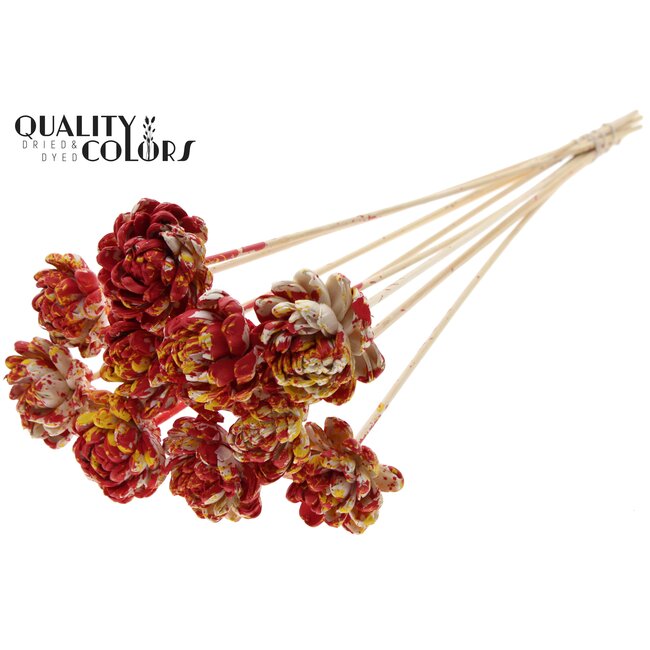 Shola Houten Roos op stok | Kleur: Meerkleurig Rood Geel | Shola New Beauty Rose Bijsteker | Diameter roos 6 centimeter | Lengte bijsteker ± 50 centimeter | Per 10 bijstekers
