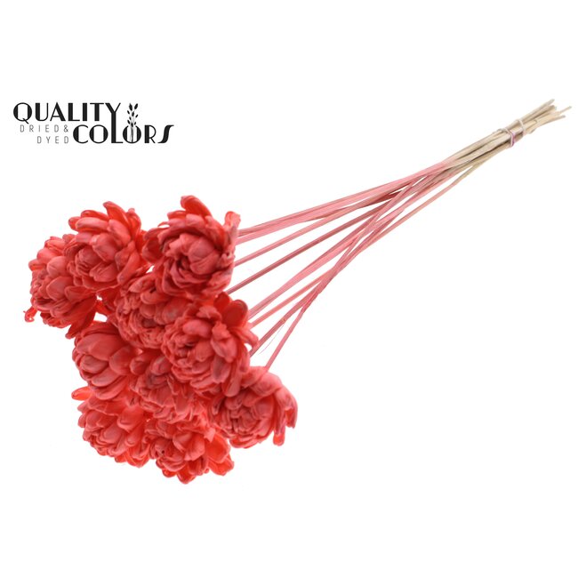 Shola Houten Roos op stok | Kleur: Koraalrood | Shola New Beauty Rose Bijsteker | Diameter roos 6 centimeter | Lengte bijsteker ± 50 centimeter | Per 10 bijstekers