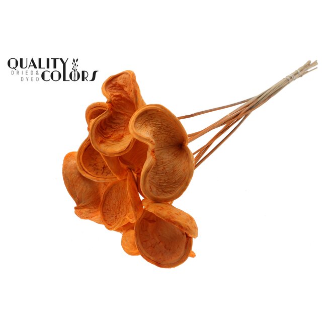 Badam op steel | Kleur: Intens Oranje | Lengte bijsteker ± 50 centimeter | Per 10 stelen