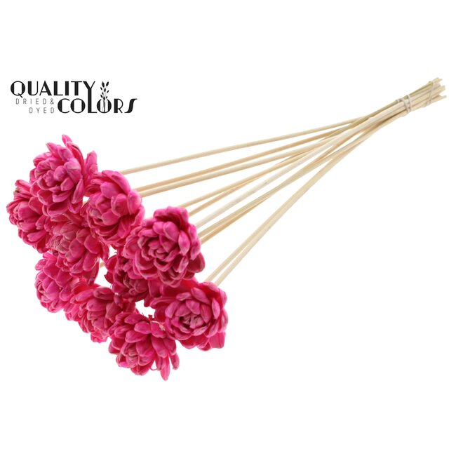 Shola Hout met was Roos op stok | Kleur: Kerskleurig | Shola New Beauty Rose Bijsteker | Diameter roos 6 centimeter | Lengte bijsteker ± 50 centimeter | Per 10 bijstekers
