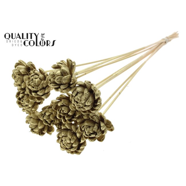 Shola Houten Roos op stok | Kleur: Goudkleurig | Shola New Beauty Rose Bijsteker | Diameter roos 6 centimeter | Lengte bijsteker ± 50 centimeter | Per 10 bijstekers