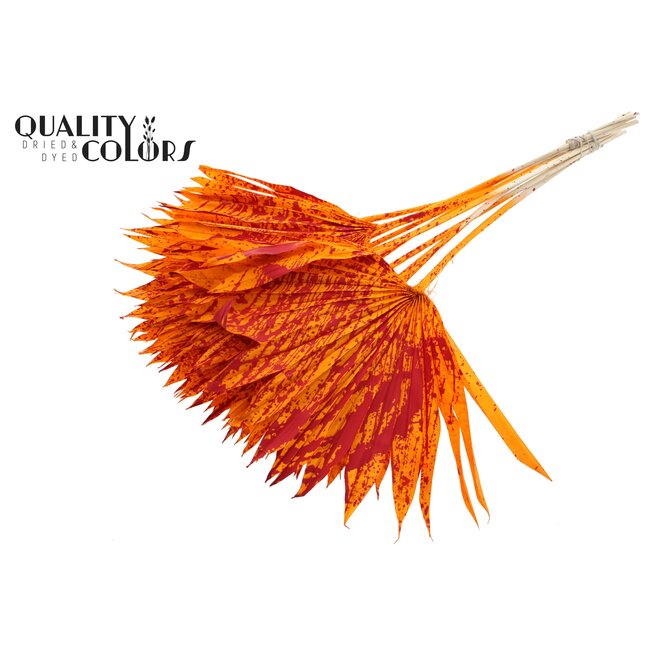 Getrocknetes Palmblatt in Fächerform | Farbe: Gesprenkelt Orange Rot | Palm Sun Trockenblumen | Länge ± 50 Zentimeter | Pro 10 Zweige
