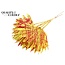 Dried Palm Leaf in Fan Shape | Colour: Speckled Yellow Red | Palm Sun Dried Flowers | Length ± 50 centimetres | Per 10 stems