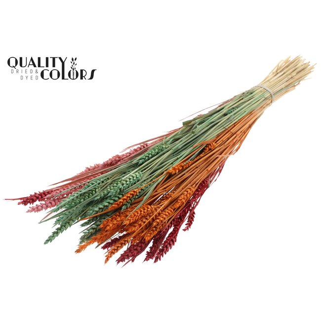 Sun-Bleached Wheat | Summer Sorbet | Colour: Mixed Colours | Triticum Dried Flowers | Length ± 60 centimetres | Weight 220 grams | Per bunch