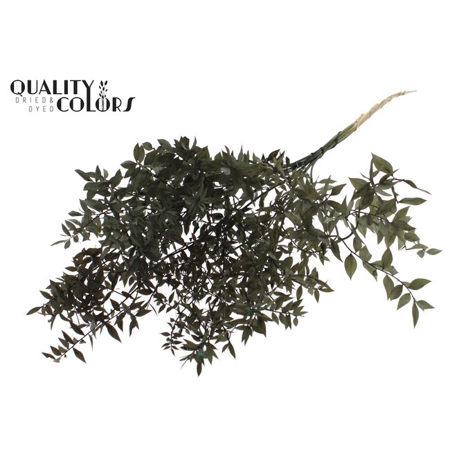 Getrockneter Ruscus | Farbe: Schwarz | Ruscus Trockenblumen | Länge ± 70 Zentimeter | 10 Zweige pro Bund | Pro Bund