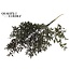 Dried Ruscus | Colour: Black | Ruscus Dried Flowers | Length ± 70 centimetres | 10 stems per bunch | Per bunch