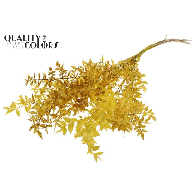 Dried Ruscus | Colour: Yellow | Ruscus Dried Flowers | Length ± 70 centimetres | 10 stems per bunch | Per bunch