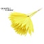Gedroogd Palmblad in Waaiervorm | Kleur: Intens Geel | Palm Sun Droogbloemen | Lengte ± 50 centimeter | Per 10 takken