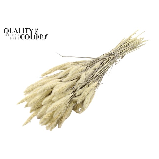Dried Setaria | Colour: White Bleached | Setaria dried flowers | Length ± 70 centimetres | Weight 210 grams | Per bunch