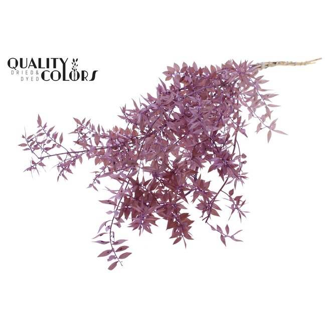 Dried Ruscus | Colour: Milka Purple | Ruscus Dried Flowers | Length ± 70 centimetres | 10 stems per bunch | Per bunch