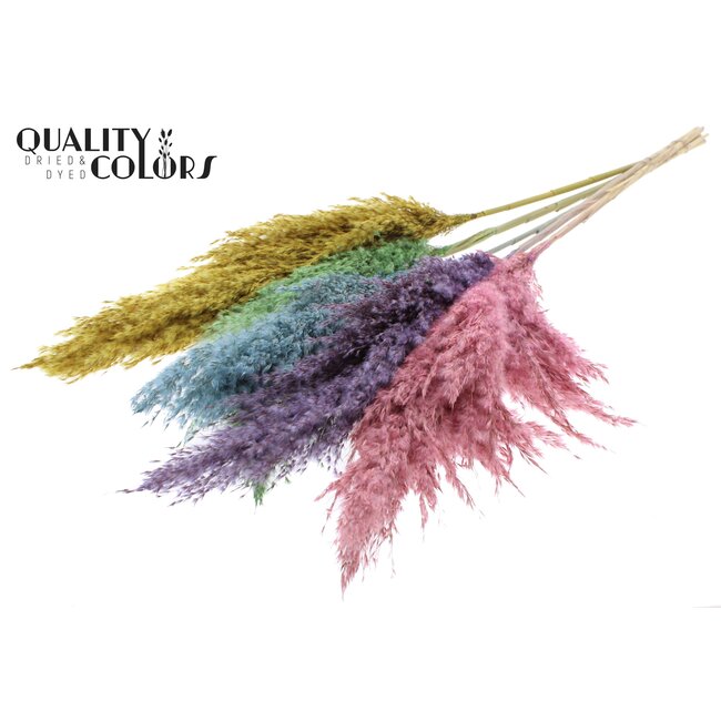 Dried Pampas Plumes | Pastel Prism | Colour: Mixed Colours | Pampas Dried Flowers | Length ± 100 centimetres | 5 plumes per bunch | Per bunch