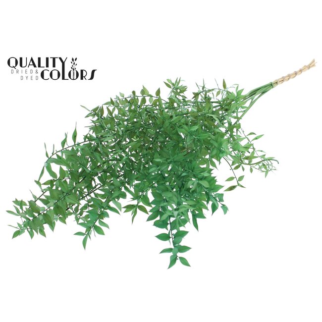 Dried Ruscus | Colour: Light Green | Ruscus Dried Flowers | Length ± 70 centimetres | 10 stems per bunch | Per bunch