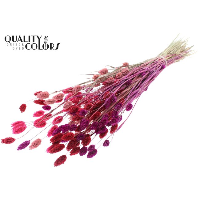 Gedroogde Phalaris | Love Mix | Kleur: Gemengde Kleuren | Kanariegras Droogbloemen | Lengte ± 60 centimeter | Gewicht 220 gram | Per bos