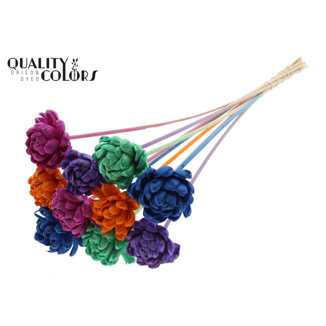 Shola Houten Roos op stok “Neon Dusk” | Kleur: Gemengde Kleuren | Shola New Beauty Rose Bijsteker | Diameter roos 6 centimeter | Lengte bijsteker ± 50 centimeter | Per 10 bijstekers