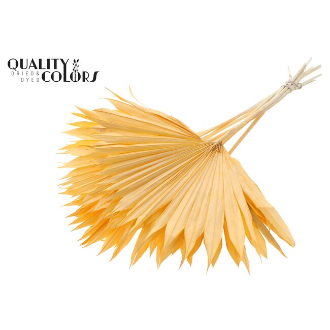 Gedroogd Palmblad in Waaiervorm | Kleur: Intens Zalmkleurig | Palm Sun Droogbloemen | Lengte ± 50 centimeter | Per 10 takken