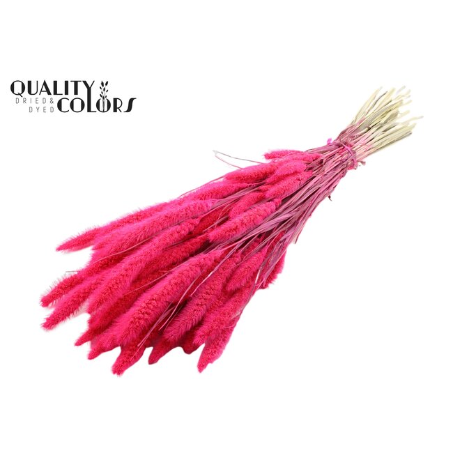 Dried Setaria | Colour: Intense Cherry Red | Setaria dried flowers | Length ± 70 centimetres | Weight 210 grams | Per bunch