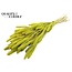 Dried Setaria | Colour: Intense Mint Green | Setaria dried flowers | Length ± 70 centimetres | Weight 210 grams | Per bunch