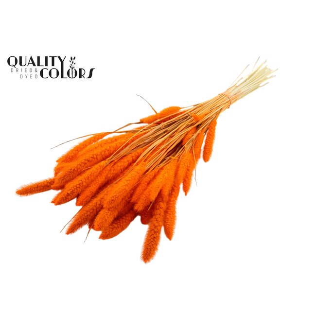 Gedroogde Setaria | Kleur: Intens Oranje | Setarea droogbloemen | Lengte ± 70 centimeter | Gewicht 210 gram | Per bos