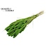 Dried Setaria | Colour: Intense Green | Setaria dried flowers | Length ± 70 centimetres | Weight 210 grams | Per bunch