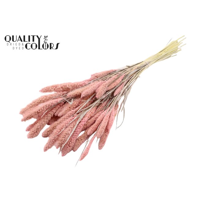 Gedroogde Setaria | Kleur: Intens Frosted Roze | Setarea droogbloemen | Lengte ± 70 centimeter | Gewicht 210 gram | Per bos