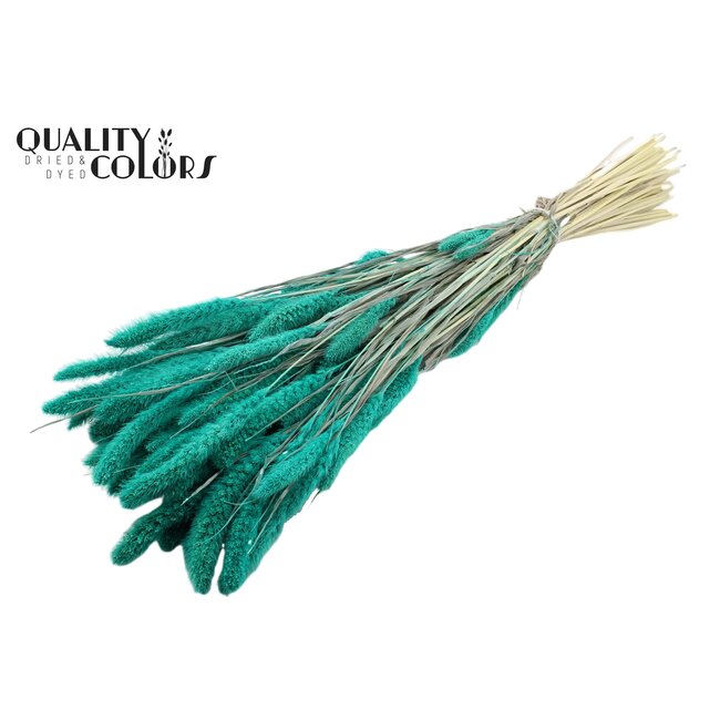 Dried Setaria | Colour: Intense Turquoise | Setaria dried flowers | Length ± 70 centimetres | Weight 210 grams | Per bunch