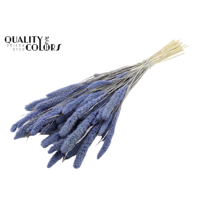 Dried Setaria | Colour: Intense Frosted Milka Purple | Setaria dried flowers | Length ± 70 centimetres | Weight 210 grams | Per bunch