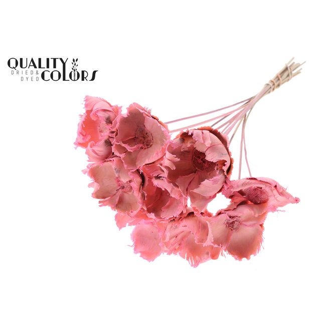 Dried Palm Cup on stem | Colour: Light Pink | Length ± 50 centimetres | Per 10 stems