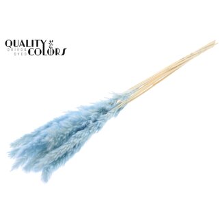 QC Dried Fluffy Pampas | Colour: Intense Light Blue | Pampas Dried Flowers | Length ± 70 centimetres | 10 plumes per bunch | Per bunch