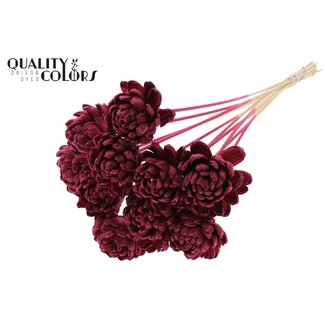 QC Shola Houten Roos op stok | Kleur: Bordeauxrood | Shola New Beauty Rose Bijsteker | Diameter roos 8 centimeter | Lengte bijsteker ± 50 centimeter | Per 10 bijstekers