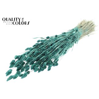 QC Getrocknete Phalaris | Farbe: Perlen-Türkis | Kanariengras Trockenblumen | Länge ± 60 Zentimeter | Gewicht 220 Gramm | Pro Bund