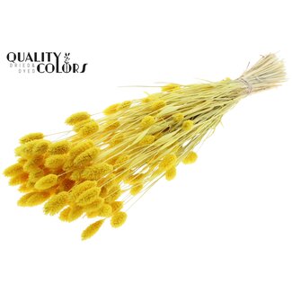 QC Dried Phalaris | Colour: Intense Yellow | Canary Grass Dried Flowers | Length ± 70 centimetres | Weight 220 grams | Per bunch