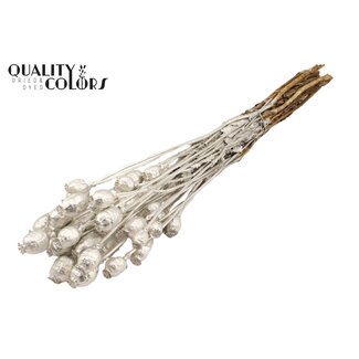 QC Papaver per bunch Platina