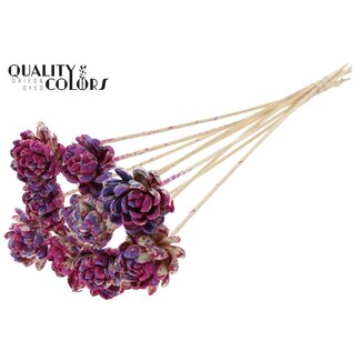 QC Shola Wooden Rose on Stick | Colour: Multicoloured Cherry-Coloured Milka Purple | Shola New Beauty Rose Stick | Rose Diameter 6 centimetres | Stick Length ± 50 centimetres | Per 10 sticks