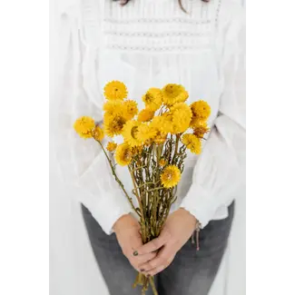 Dutch Dried Yellow Helichrysum - Strawflower dried flowers | Length ± 55 centimetres | Weight ± 75 grams