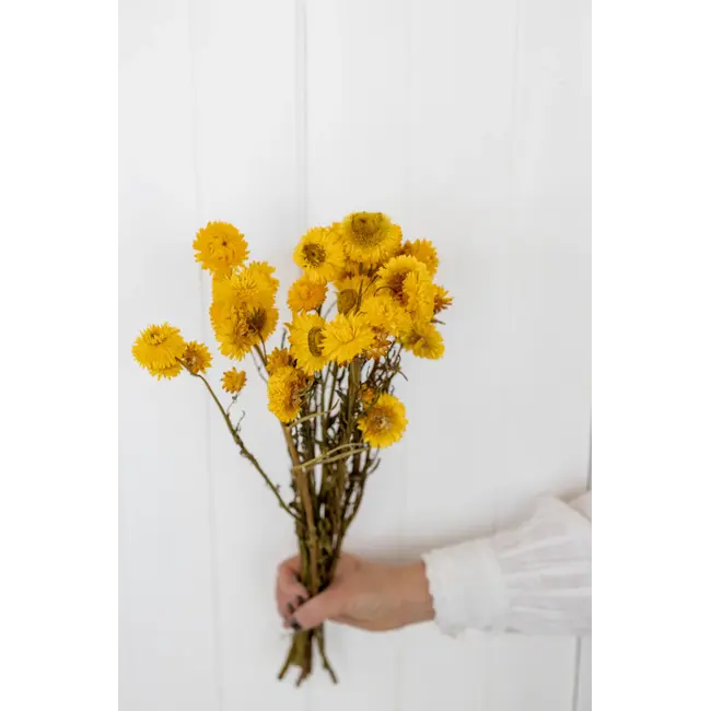 Gele Helichrysum - Strobloem droogbloemen| Lengte ± 55 centimeter | Gewicht ± 75 gram