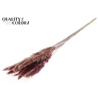 QC Dried Fluffy Pampas | Colour: Pink | Pampas Dried Flowers | Length ± 70 centimetres | 10 plumes per bunch | Per bunch